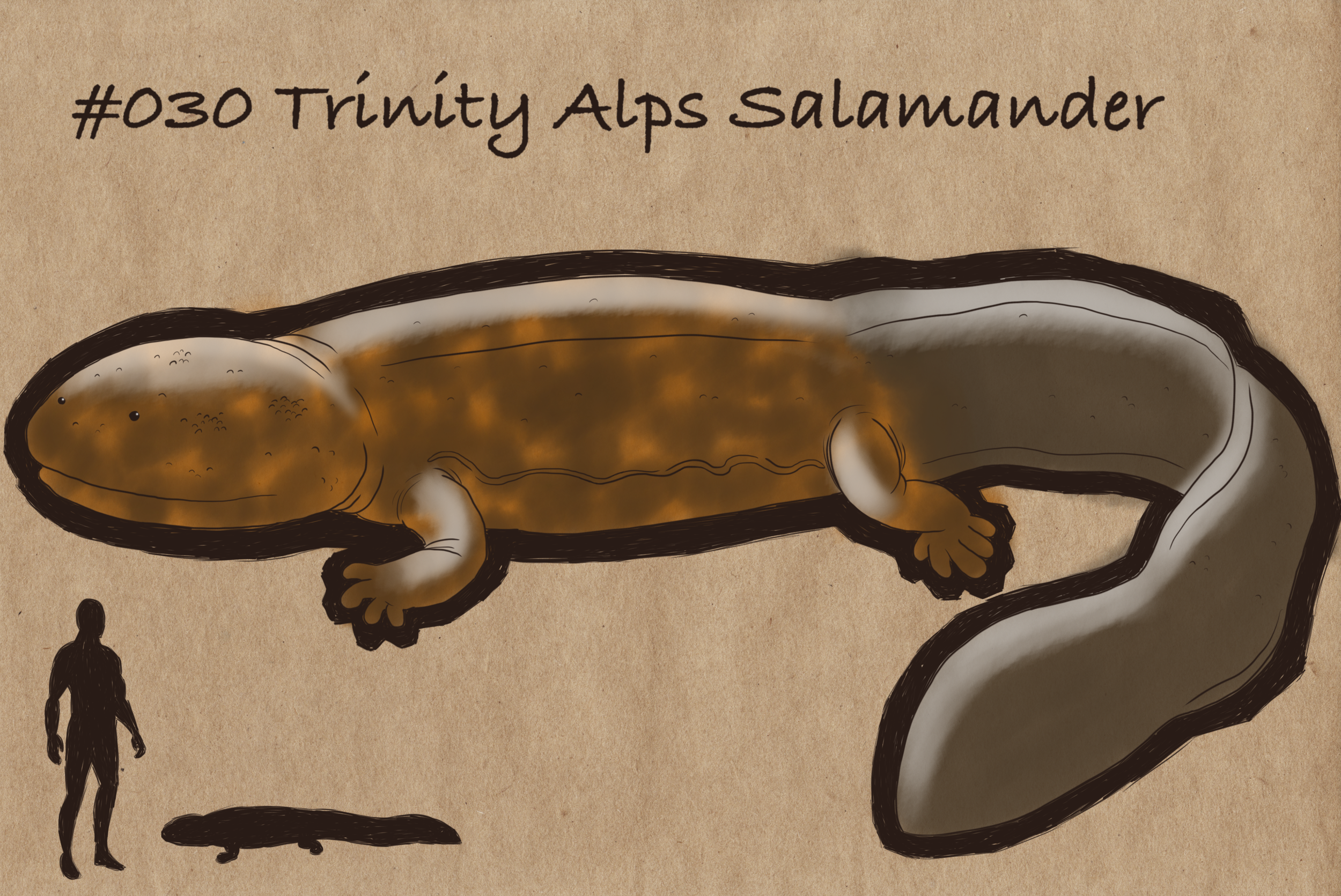 Entry #030: Trinity Alps Giant Salamander — LGM